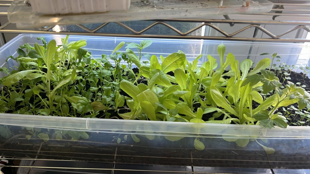 lettuce bin - romaine, arugula and red leaf!