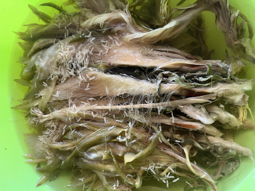 Soaked Night Blooming Cereus