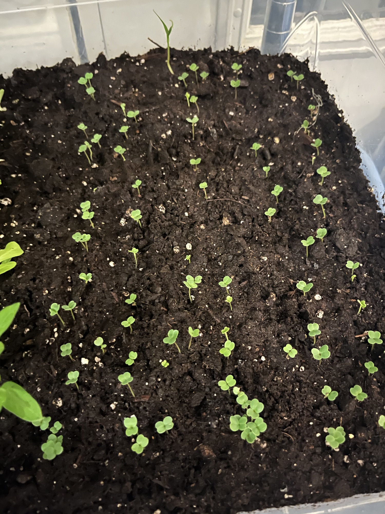 Tiny seedlings of arugula